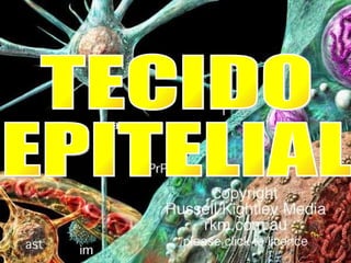 TECIDO  EPITELIAL 