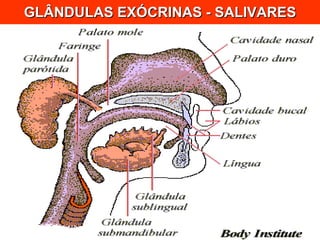 GLÂNDULAS EXÓCRINAS - SALIVARES 