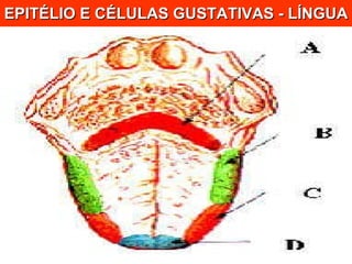 EPITÉLIO E CÉLULAS GUSTATIVAS - LÍNGUA 