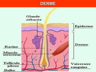 DERME 