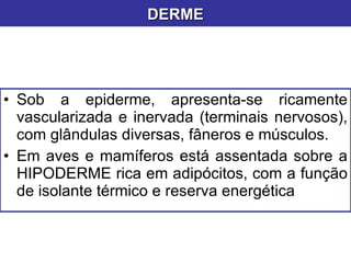 Sob a epiderme, apresenta-se ricamente vascularizada e inervada (terminais nervosos), com glândulas diversas, fâneros e músculos. Em aves e mamíferos está assentada sobre a HIPODERME rica em adipócitos, com a função de isolante térmico e reserva energética DERME 