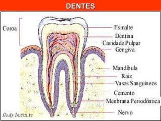 DENTES 