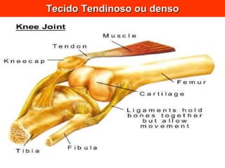 Tecido Tendinoso ou denso 