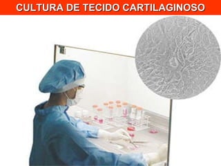 CULTURA DE TECIDO CARTILAGINOSO 