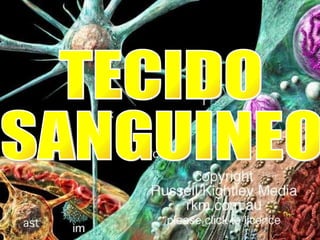 TECIDO  SANGUINEO 