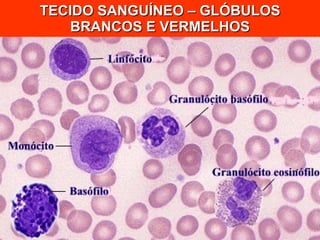 TECIDO SANGUÍNEO – GLÓBULOS BRANCOS E VERMELHOS 