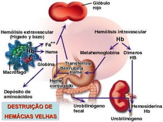 DESTRUIÇÃO DE  HEMÁCIAS VELHAS 