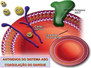 ANTIGENOS DO SISTEMA ABO COAGULAÇÃO DO SANGUE 