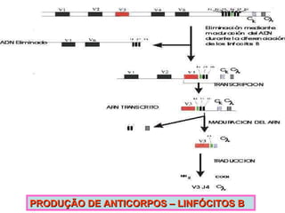 PRODUÇÃO DE ANTICORPOS – LINFÓCITOS B 