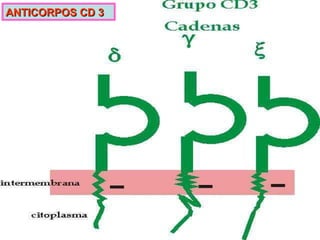ANTICORPOS CD 3 