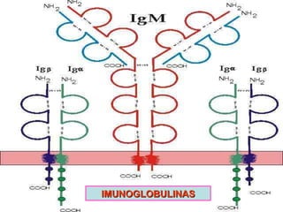 IMUNOGLOBULINAS 