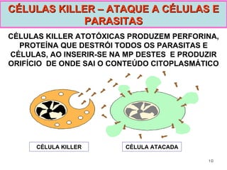 CÉLULAS KILLER ATOTÓXICAS PRODUZEM PERFORINA, PROTEÍNA QUE DESTRÓI TODOS OS PARASITAS E CÉLULAS, AO INSERIR-SE NA MP DESTES  E PRODUZIR ORIFÍCIO  DE ONDE SAI O CONTEÚDO CITOPLASMÁTICO CÉLULAS KILLER – ATAQUE A CÉLULAS E PARASITAS CÉLULA KILLER CÉLULA ATACADA 