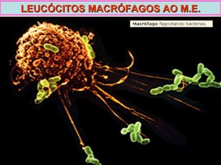 LEUCÓCITOS MACRÓFAGOS AO M.E. 