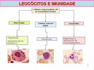 LEUCÓCITOS E IMUNIDADE 