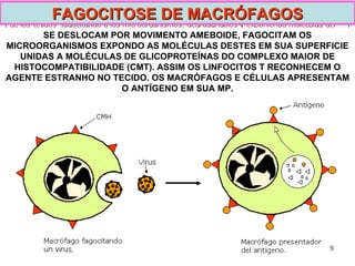 FAGOCITOSE DE MACRÓFAGOS SE DESLOCAM POR MOVIMENTO AMEBOIDE, FAGOCITAM OS MICROORGANISMOS EXPONDO AS MOLÉCULAS DESTES EM SUA SUPERFICIE UNIDAS A MOLÉCULAS DE GLICOPROTEÍNAS DO COMPLEXO MAIOR DE HISTOCOMPATIBILIDADE (CMT). ASSIM OS LINFOCITOS T RECONHECEM O AGENTE ESTRANHO NO TECIDO. OS MACRÓFAGOS E CÉLULAS APRESENTAM O ANTÍGENO EM SUA MP. 