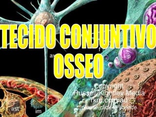 TECIDO CONJUNTIVO OSSEO 