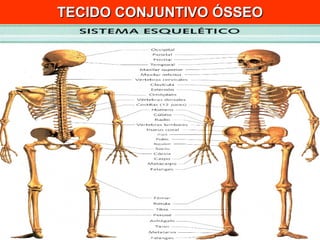 TECIDO CONJUNTIVO ÓSSEO 