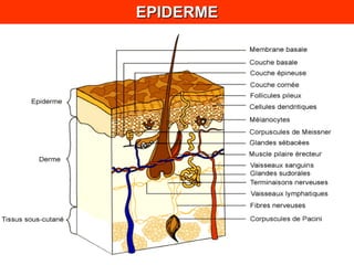 EPIDERME 