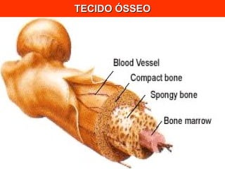 TECIDO ÓSSEO 