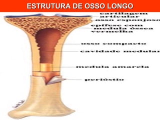 ESTRUTURA DE OSSO LONGO 