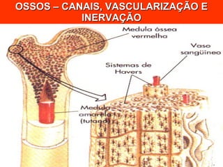 OSSOS – CANAIS, VASCULARIZAÇÃO E INERVAÇÃO 