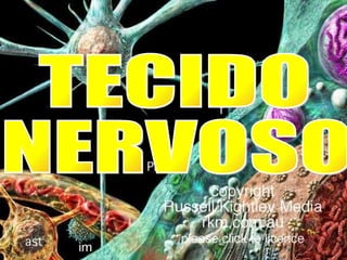 TECIDO  NERVOSO 
