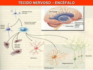 TECIDO NERVOSO – ENCÉFALO 