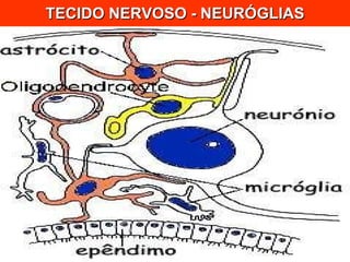 TECIDO NERVOSO - NEURÓGLIAS 