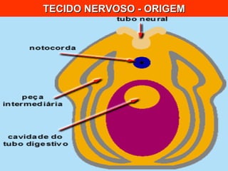 TECIDO NERVOSO - ORIGEM 