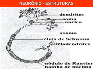 NEURÔNIO - ESTRUTURAS 