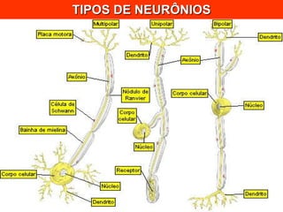 TIPOS DE NEURÔNIOS 