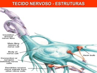 TECIDO NERVOSO - ESTRUTURAS 