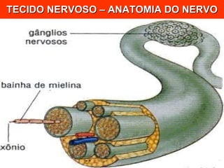 TECIDO NERVOSO – ANATOMIA DO NERVO 