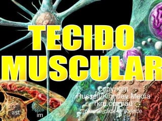 TECIDO  MUSCULAR 