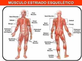MÚSCULO ESTRIADO ESQUELÉTICO 