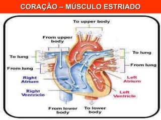 CORAÇÃO – MÚSCULO ESTRIADO 