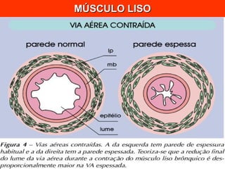 MÚSCULO LISO 