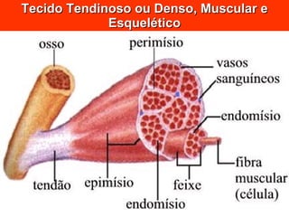 Tecido Tendinoso ou Denso, Muscular e Esquelético 
