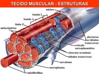 TECIDO MUSCULAR - ESTRUTURAS 
