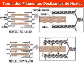 Teoria dos Filamentos Deslizantes de Huxley 