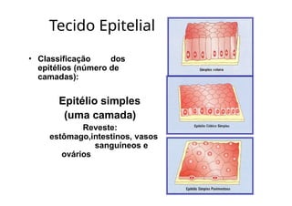 Tecido Epitelial
• Classificação dos
epitélios (número de
camadas):
Epitélio simples
(uma camada)
Reveste:
estômago,intestinos, vasos
sanguíneos e
ovários
 