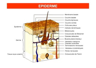 EPIDERME
 