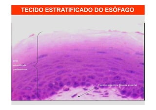 TECIDO ESTRATIFICADO DO ESÔFAGO
 