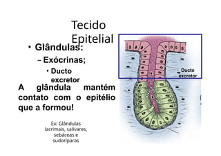 Tecido
Epitelial
• Glândulas:
– Exócrinas;
• Ducto
excretor
Ducto
excretor
A glândula mantém
contato com o epitélio
que a formou!
Ex: Glândulas
lacrimais, salivares,
sebáceas e
sudoríparas
 