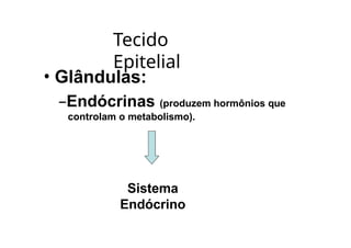Tecido
Epitelial
• Glândulas:
–Endócrinas (produzem hormônios que
controlam o metabolismo).
Sistema
Endócrino
 