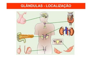 GLÂNDULAS - LOCALIZAÇÃO
 