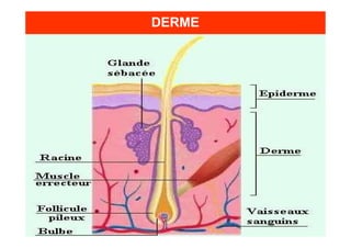 DERME
 
