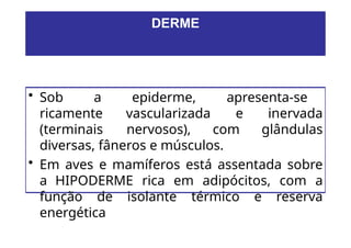 • Sob a epiderme, apresenta-se
ricamente vascularizada e inervada
(terminais nervosos), com glândulas
diversas, fâneros e músculos.
• Em aves e mamíferos está assentada sobre
a HIPODERME rica em adipócitos, com a
função de isolante térmico e reserva
energética
DERME
 