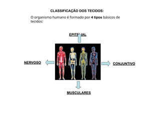 CLASSIFICAÇÃO DOS TECIDOS:
O organismo humano é formado por 4 tipos básicos de
tecidos:
EPITELIAL
CONJUNTIVO
MUSCULARES
NERVOSO
 