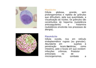 Mastócito
Célula globosa, grande, sem
prolongamentos e repleta de grânulos
que dificultam, pela sua quantidade, a
visualização do núcleo. Os grânulos são
constituídos de heparina (substância
anticoagulante) e histamina
(substância envolvida nos processos de
alergia).
Plasmócito
Célula ovoide, rica em retículo
endoplasmático rugoso (ou granular).
sujeitos à
Abundante
penetração
em
locais de
bactérias, como
intestino, pele e locais em que existem
infecções crônicas.
anticorpos no
Produtor
de
combate a
microrganismos.
 